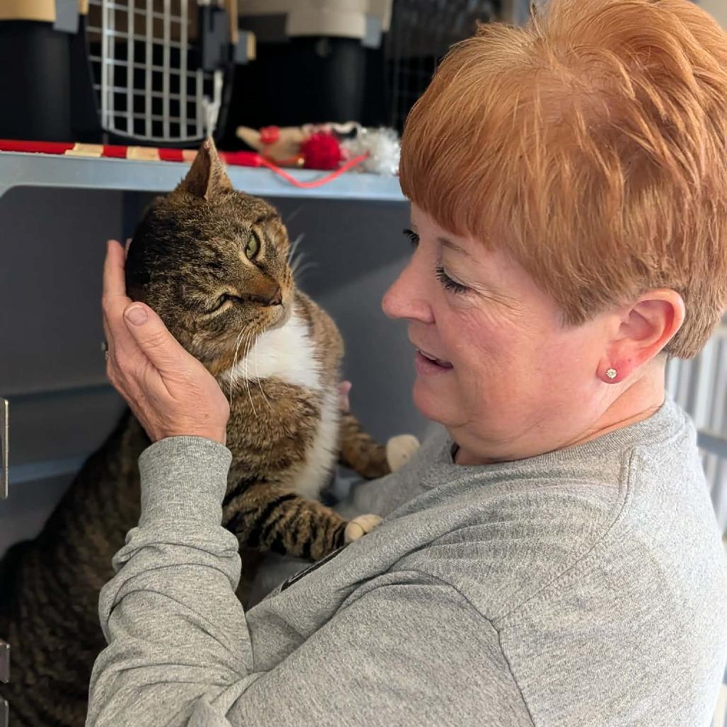 Enlarge Carl, a Adoptable Domestic Short Hair in Greenville, PA image 3/4