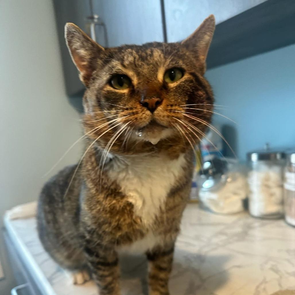 Enlarge Carl, a Adoptable Domestic Short Hair in Greenville, PA image 4/4