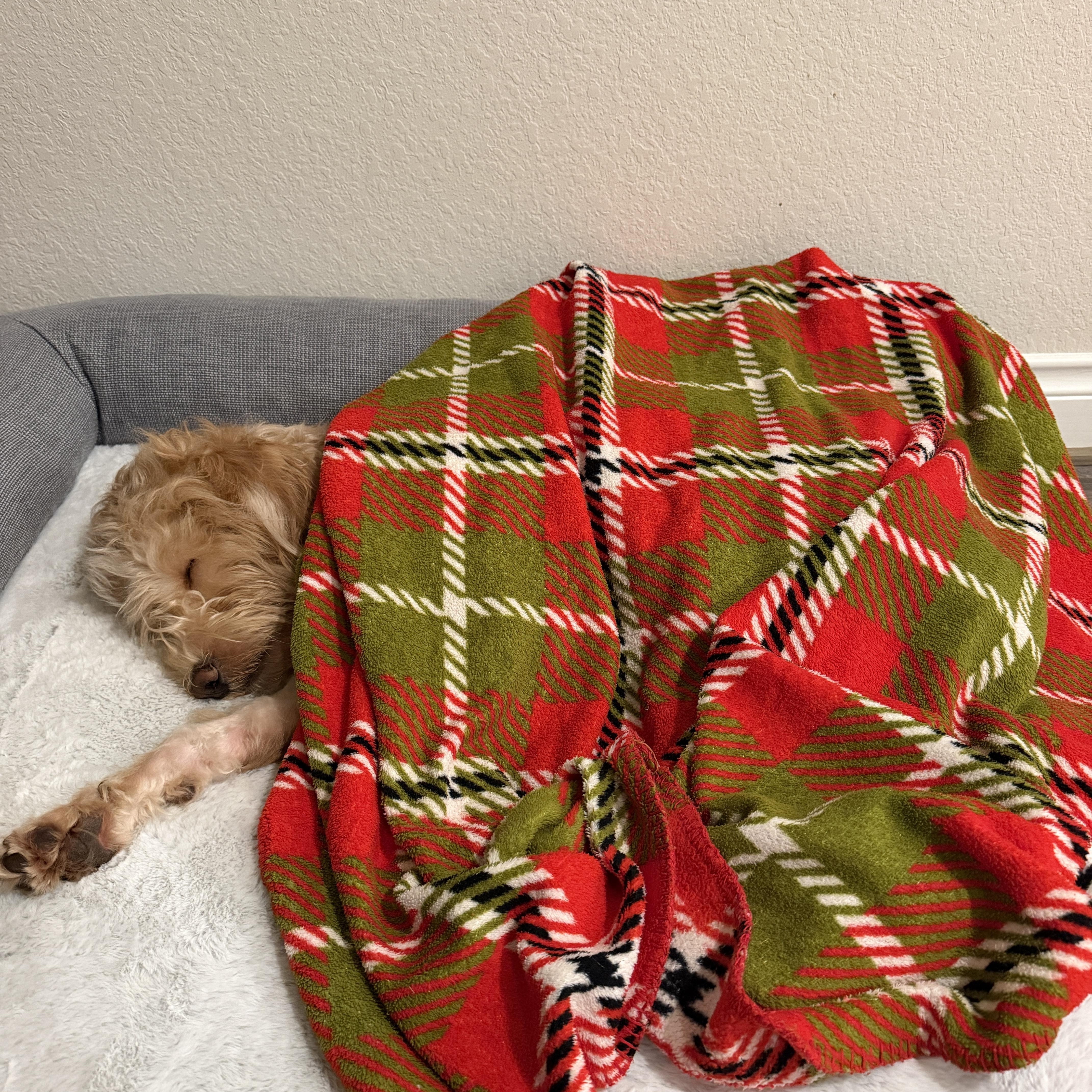 CHARLIE (TN), an adopted mixed breed in Nashville, TN image 2/5