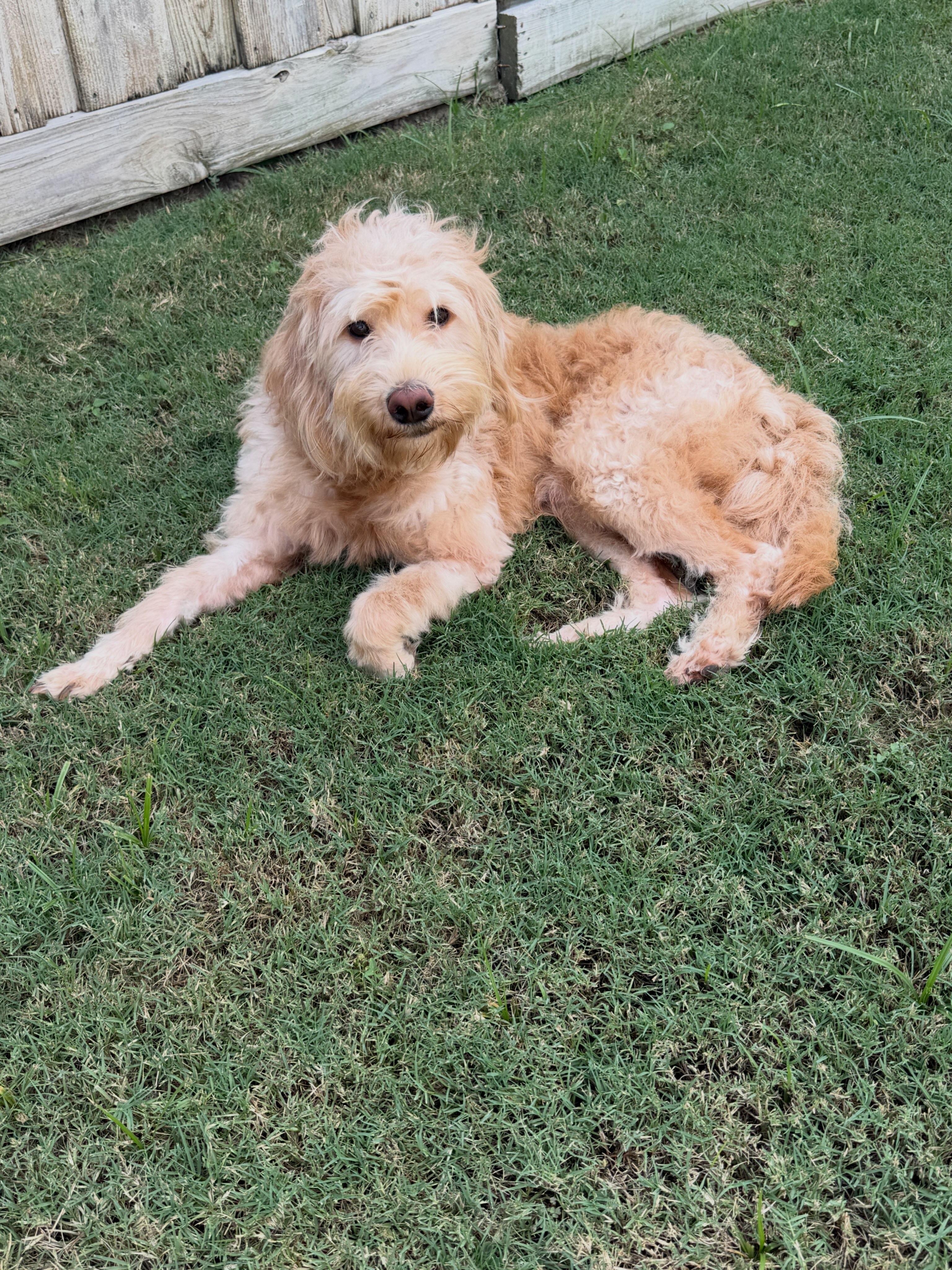 CHARLIE (TN), adopted, Young Male Goldendoodle.