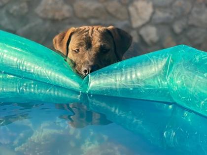 Khole, Adoptable, Adult Female Mixed Breed & Mixed Breed.