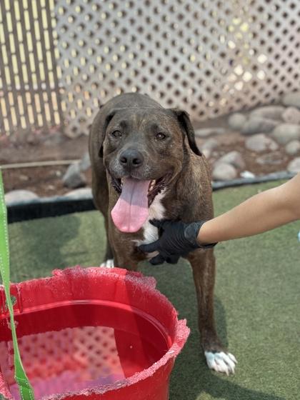 Enlarge Khole, a Adoptable mixed breed in El Paso, TX image 2/3