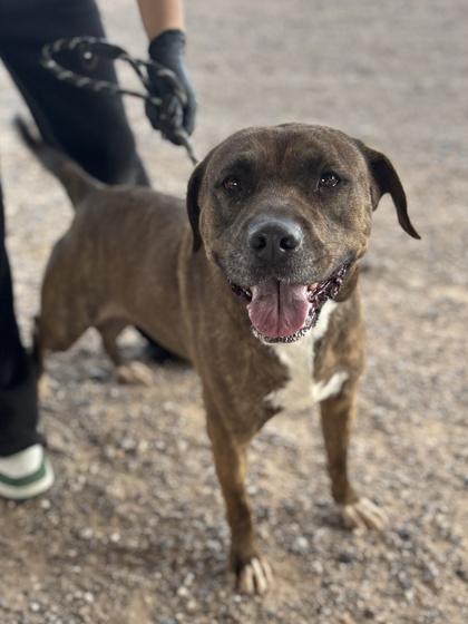 Enlarge Khole, a Adoptable mixed breed in El Paso, TX image 3/3