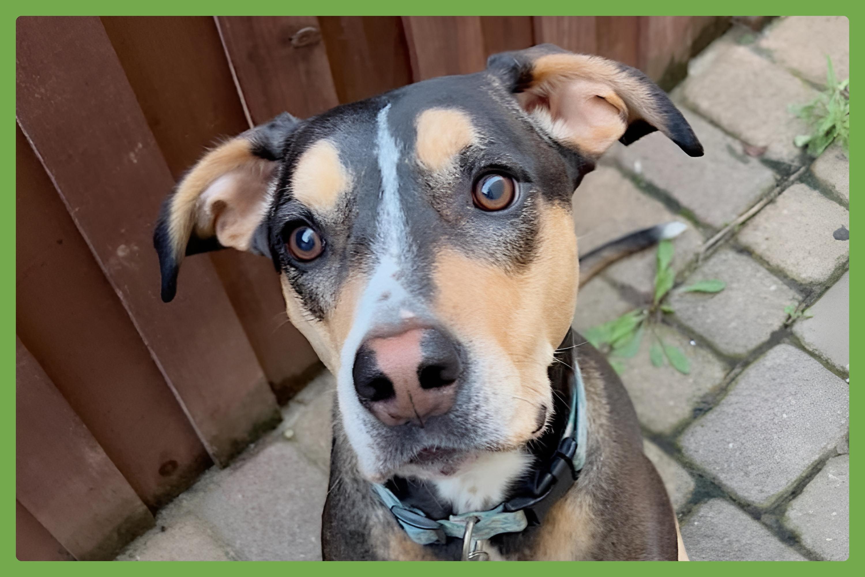 Marley — thumbnail 4