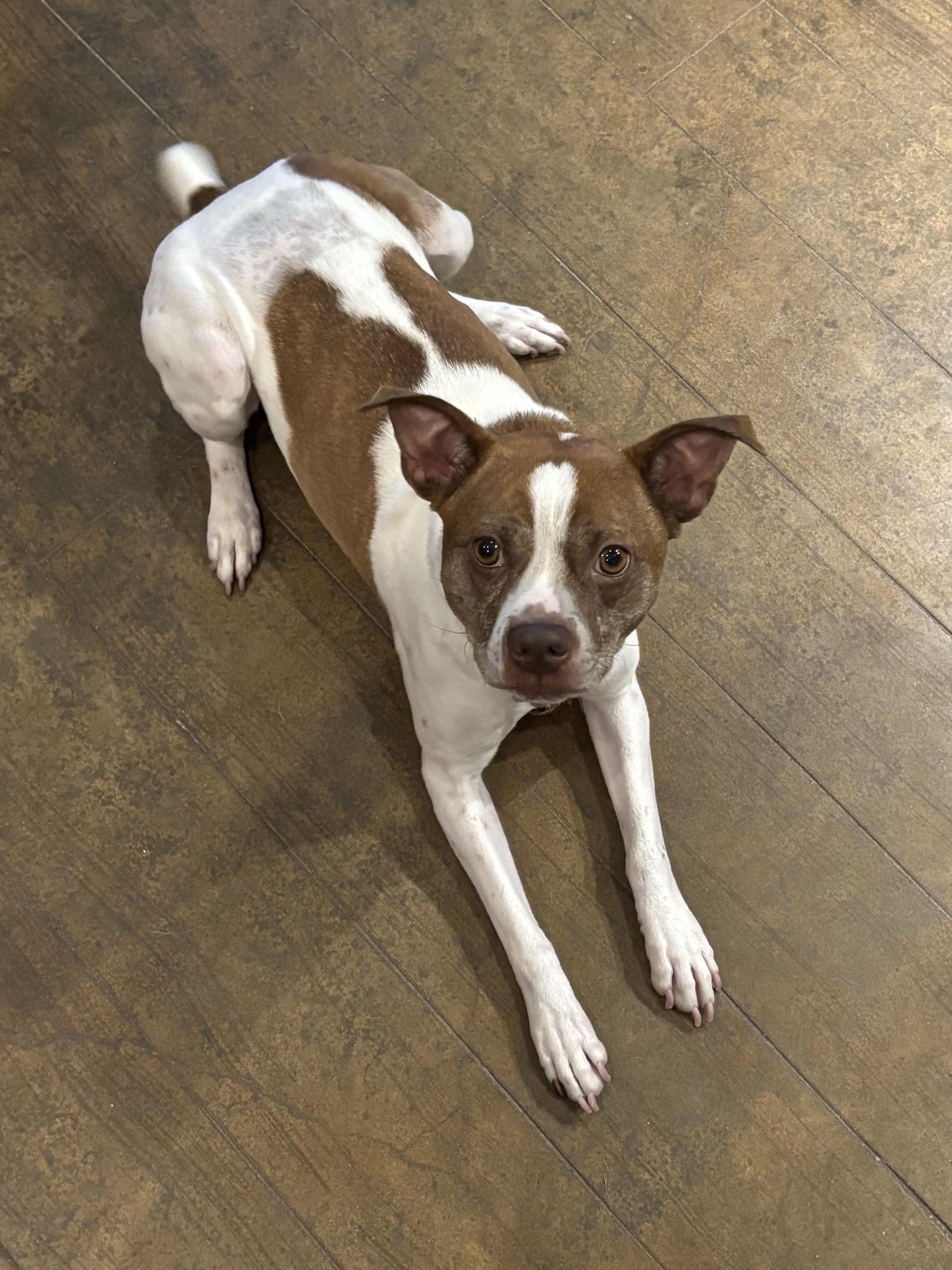 Enlarge Lady, a Adopted mixed breed in Richmond , VA image 2/5