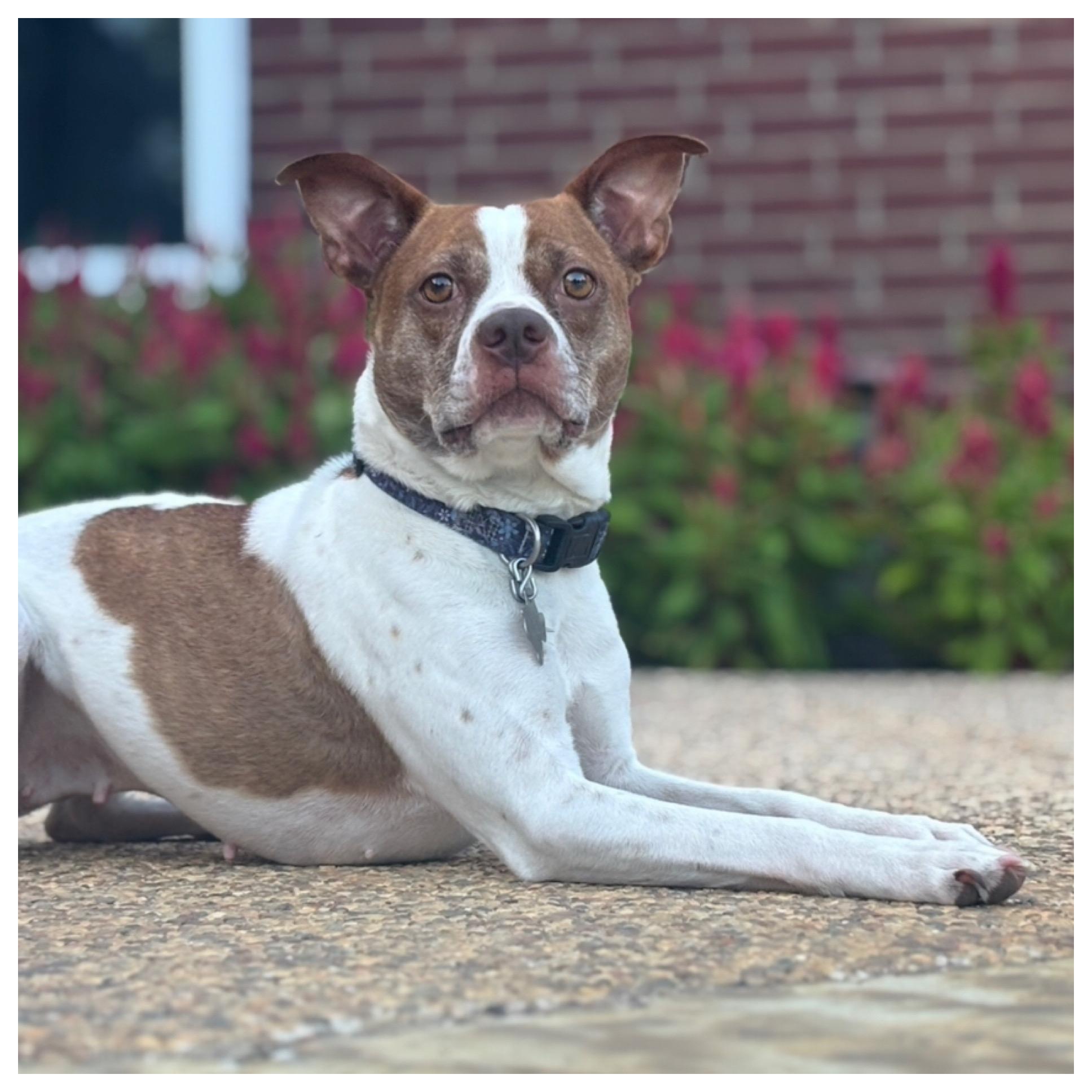 Enlarge Lady, a Adopted mixed breed in Richmond , VA image 4/5