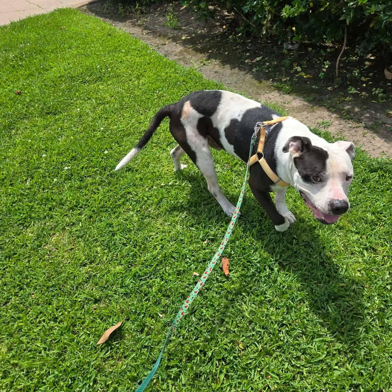 Enlarge Billy, a Adoptable mixed breed in Grand Rapids, MI image 4/6