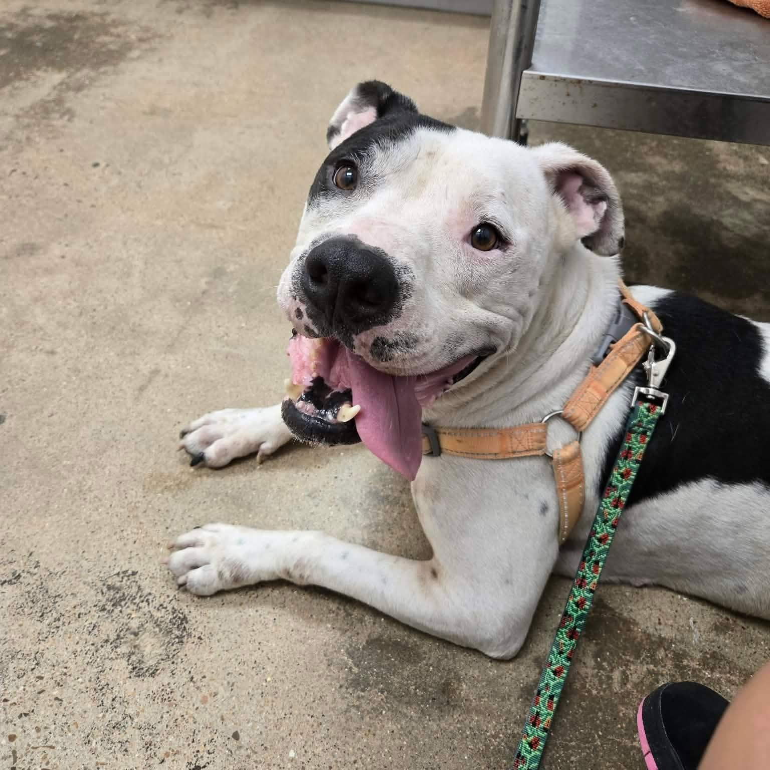 Billy, Adoptable, Adult Male American Staffordshire Terrier.