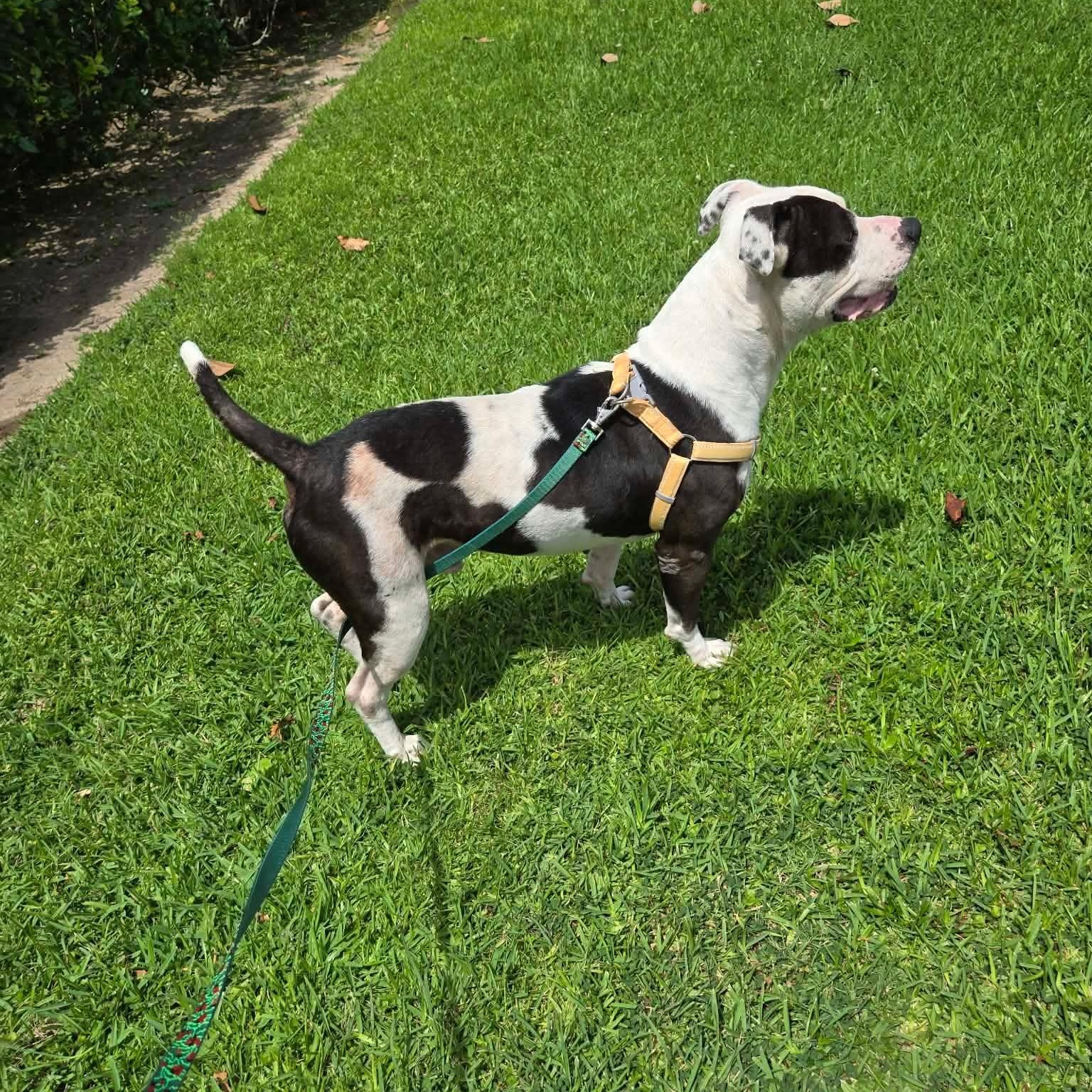 Enlarge Billy, a Adoptable mixed breed in Grand Rapids, MI image 5/6