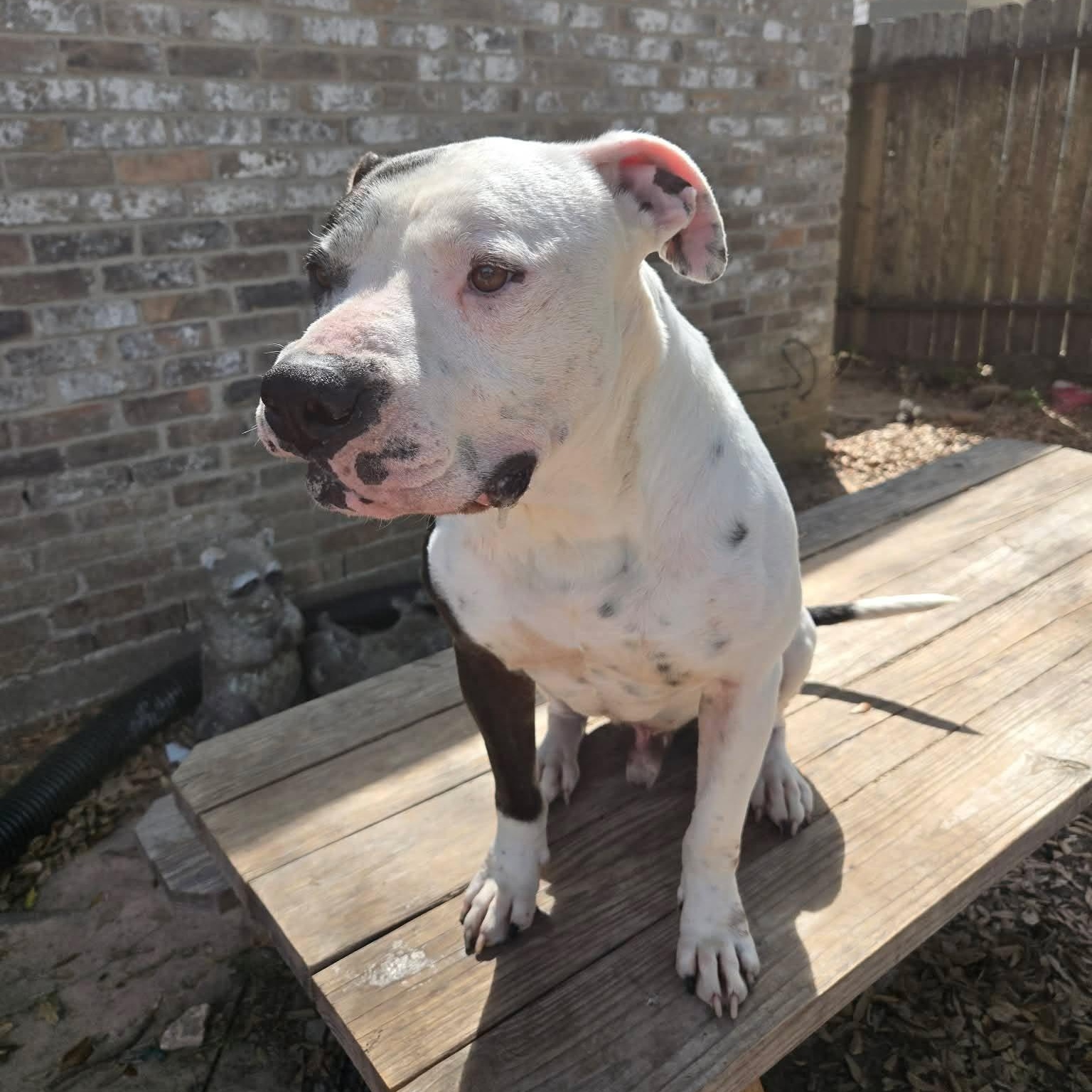 Enlarge Billy, a Adoptable mixed breed in Grand Rapids, MI image 3/6