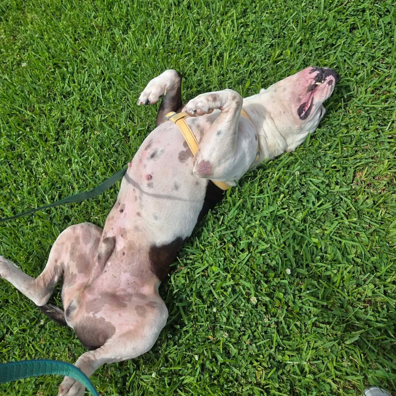 Enlarge Billy, a Adoptable mixed breed in Grand Rapids, MI image 6/6