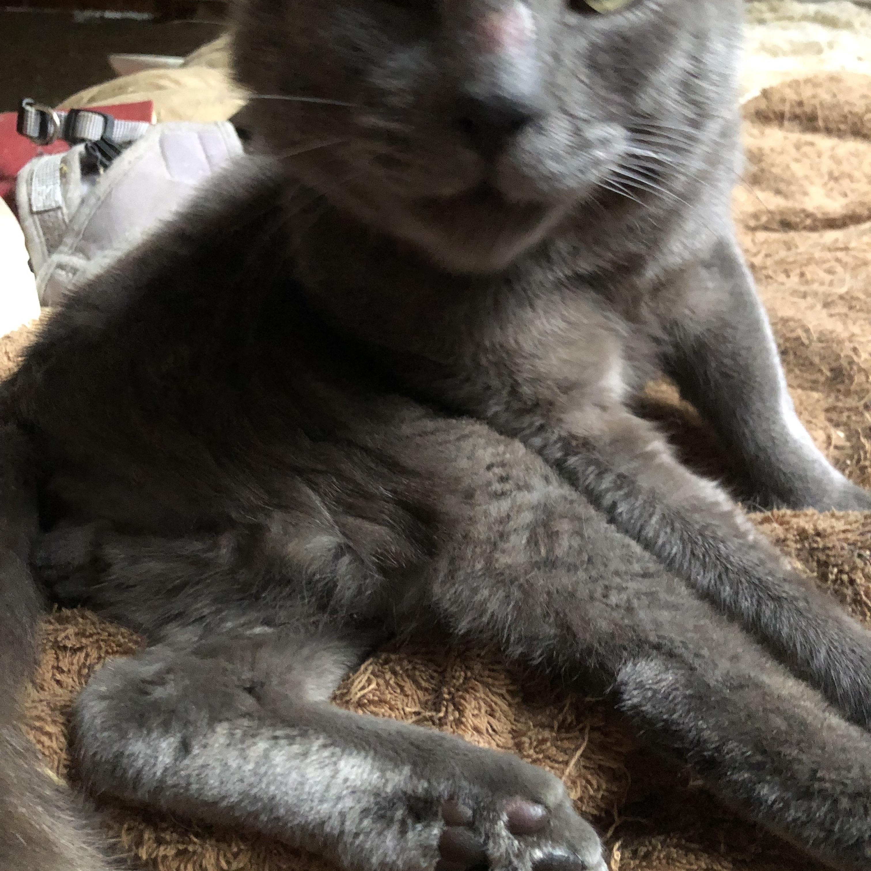 Enlarge Numero Me, the head- butting lap-cat who needs to be with you!, a Adoptable Domestic Short Hair in Washington, DC image 1/4