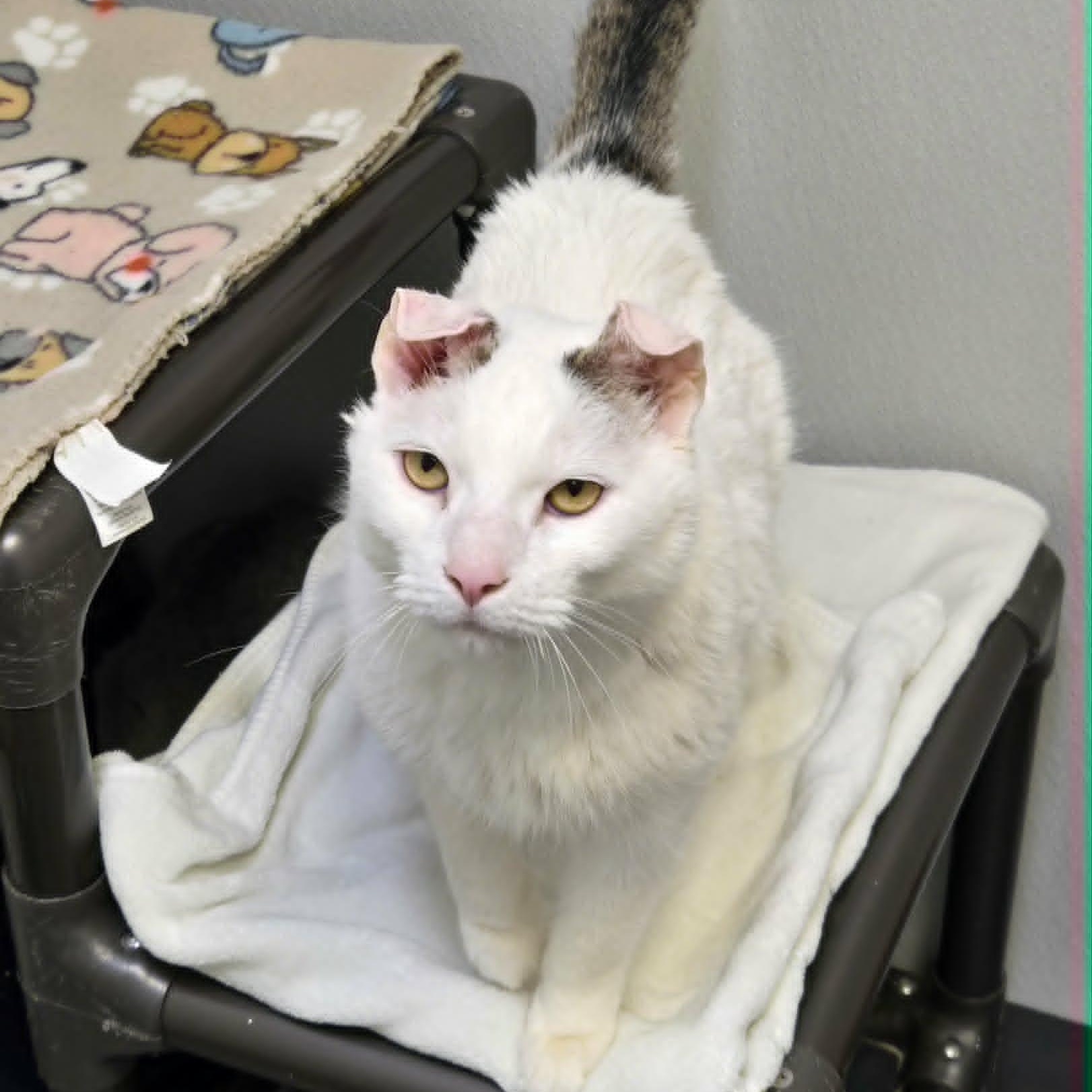 Snowy, a ADOPTABLE Domestic Short Hair in Watertown, WI image 2/3