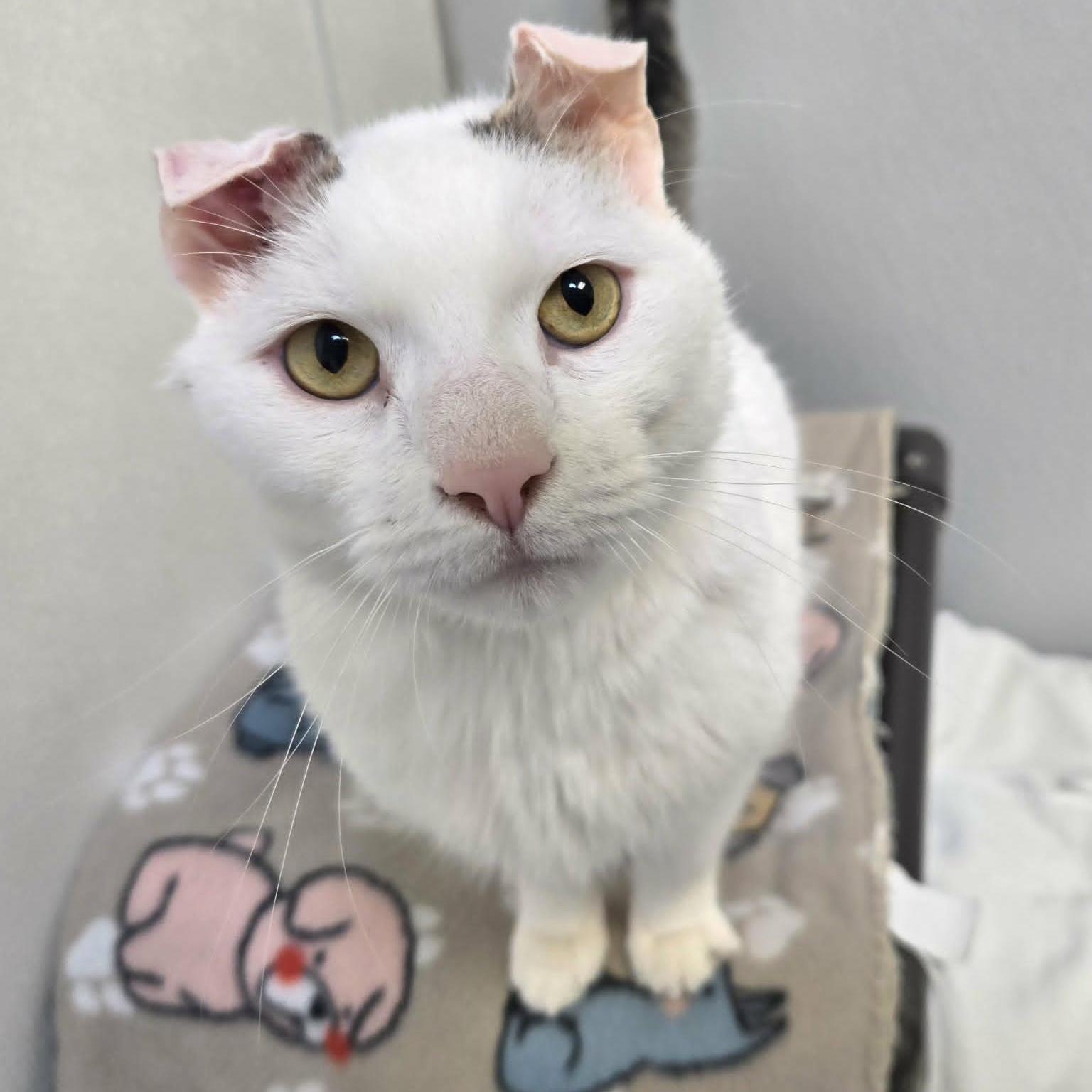 Snowy, ADOPTABLE, Adult Male Domestic Short Hair.