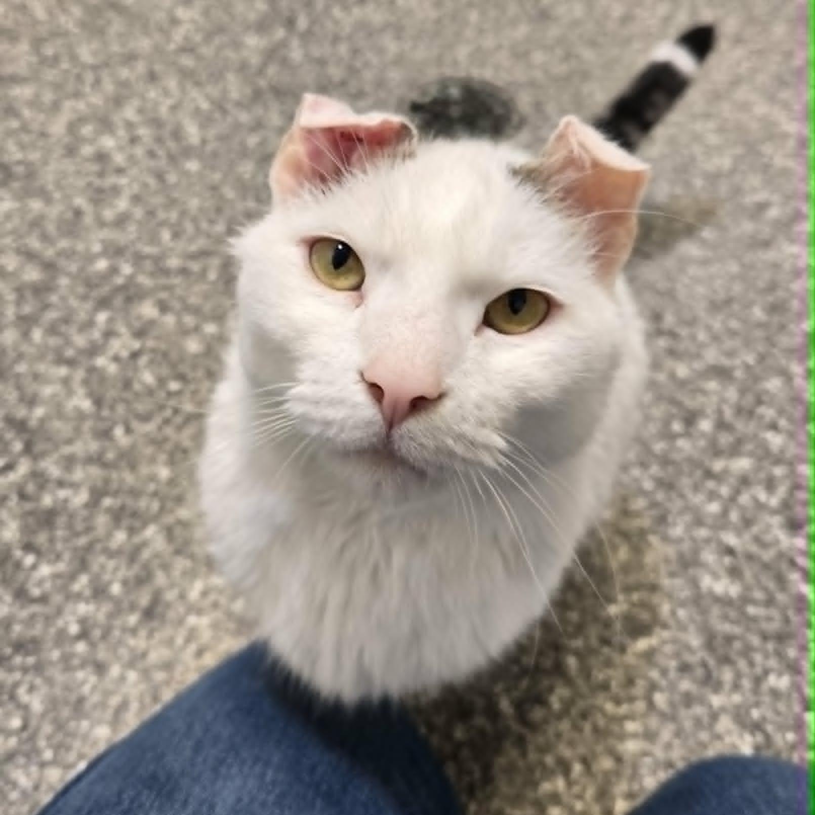 Snowy, a ADOPTABLE Domestic Short Hair in Watertown, WI image 3/3