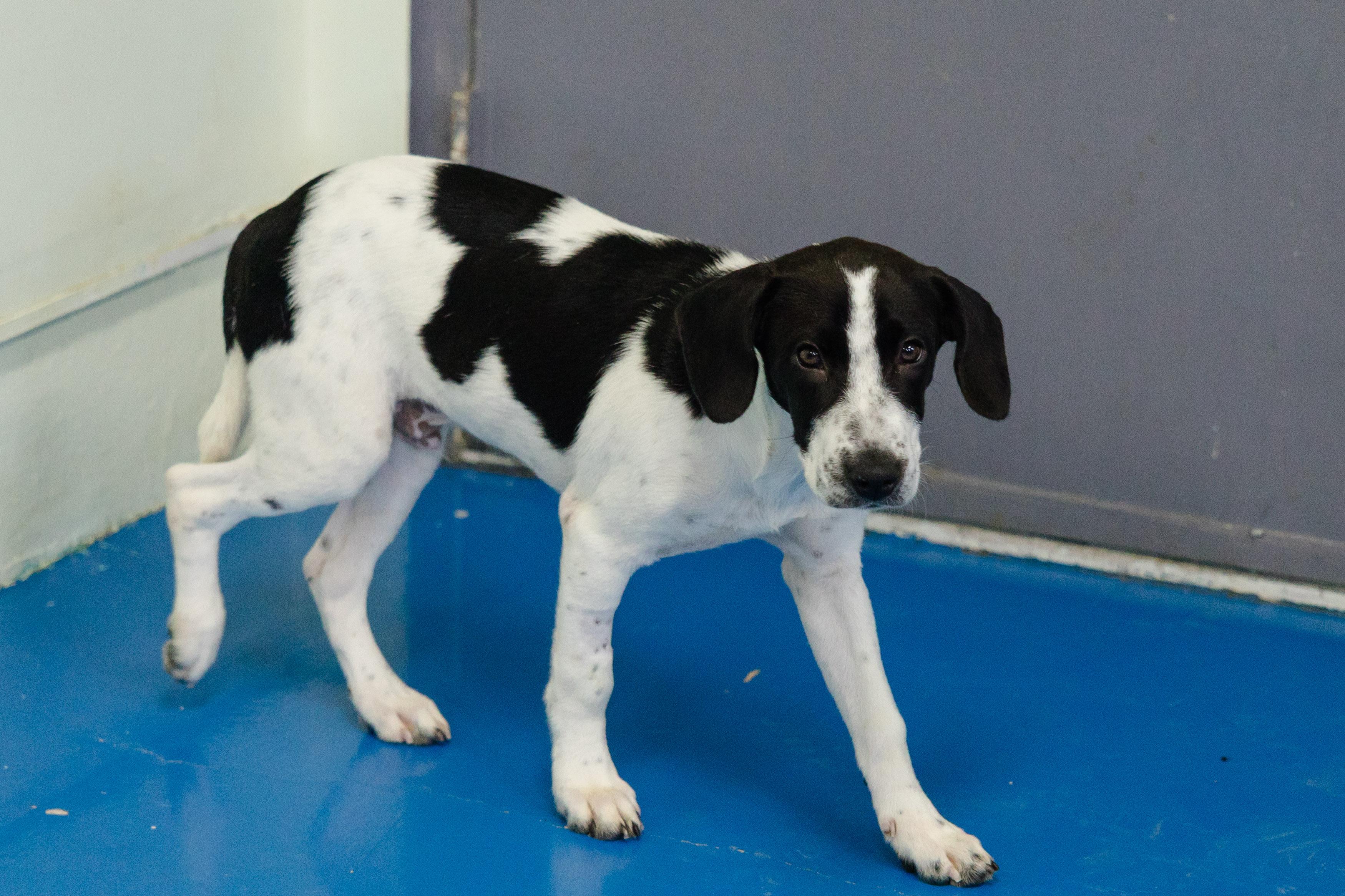 Enlarge Palmolive, a Adoptable mixed breed in Newburgh, IN image 3/3