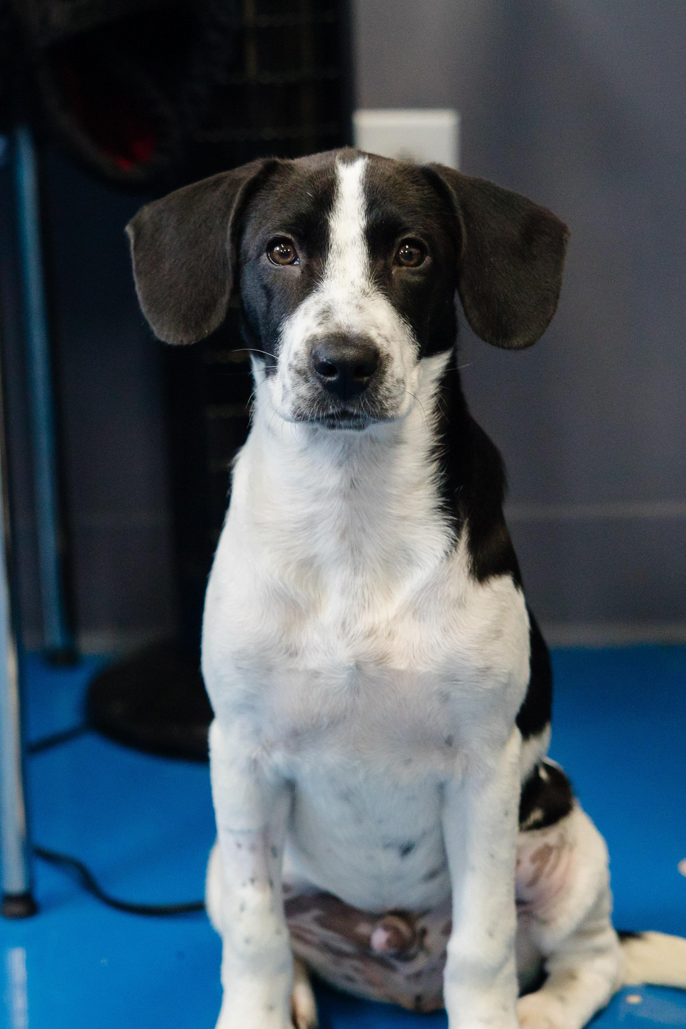 Enlarge Palmolive, a Adoptable mixed breed in Newburgh, IN image 1/3