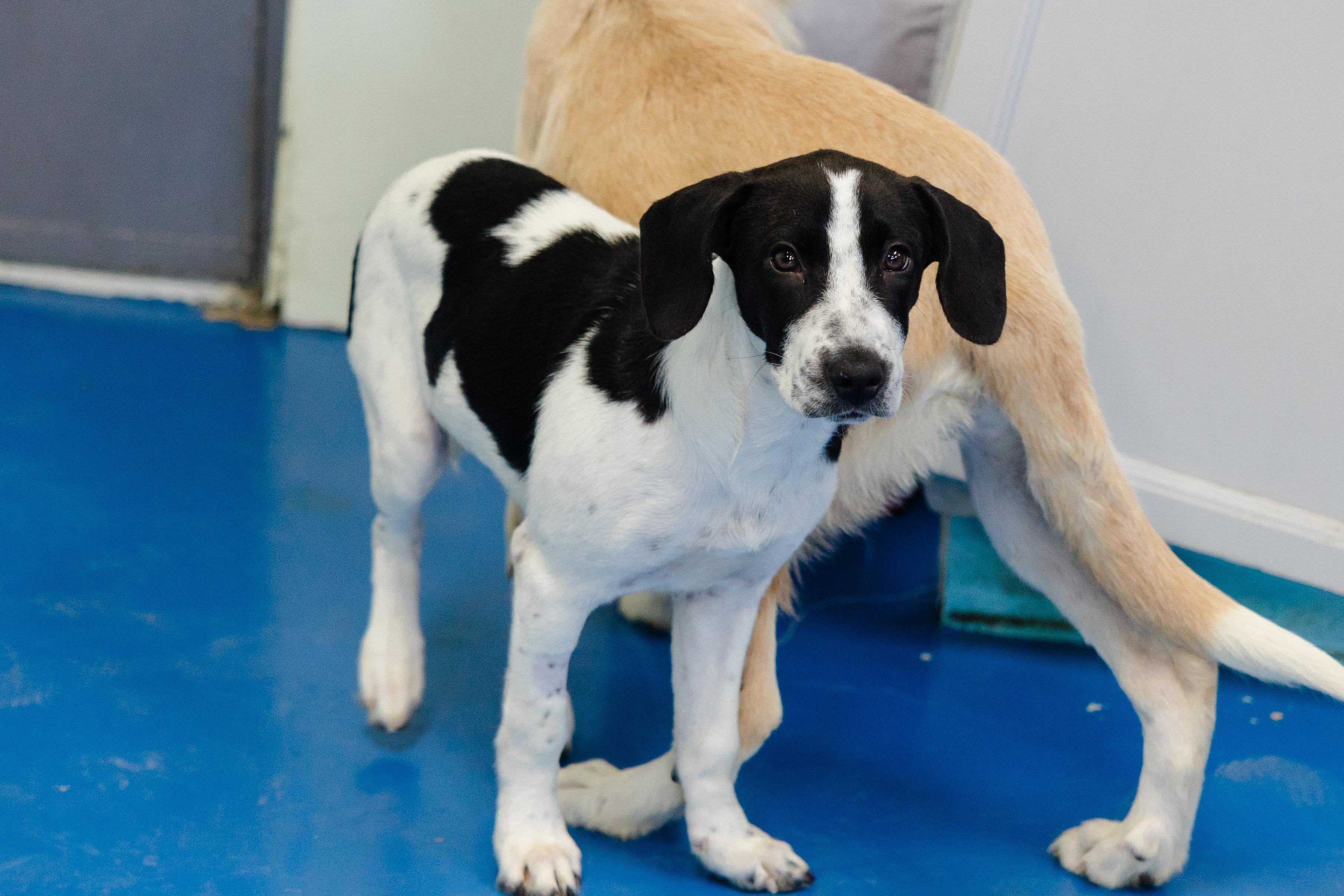 Enlarge Palmolive, a Adoptable mixed breed in Newburgh, IN image 2/3