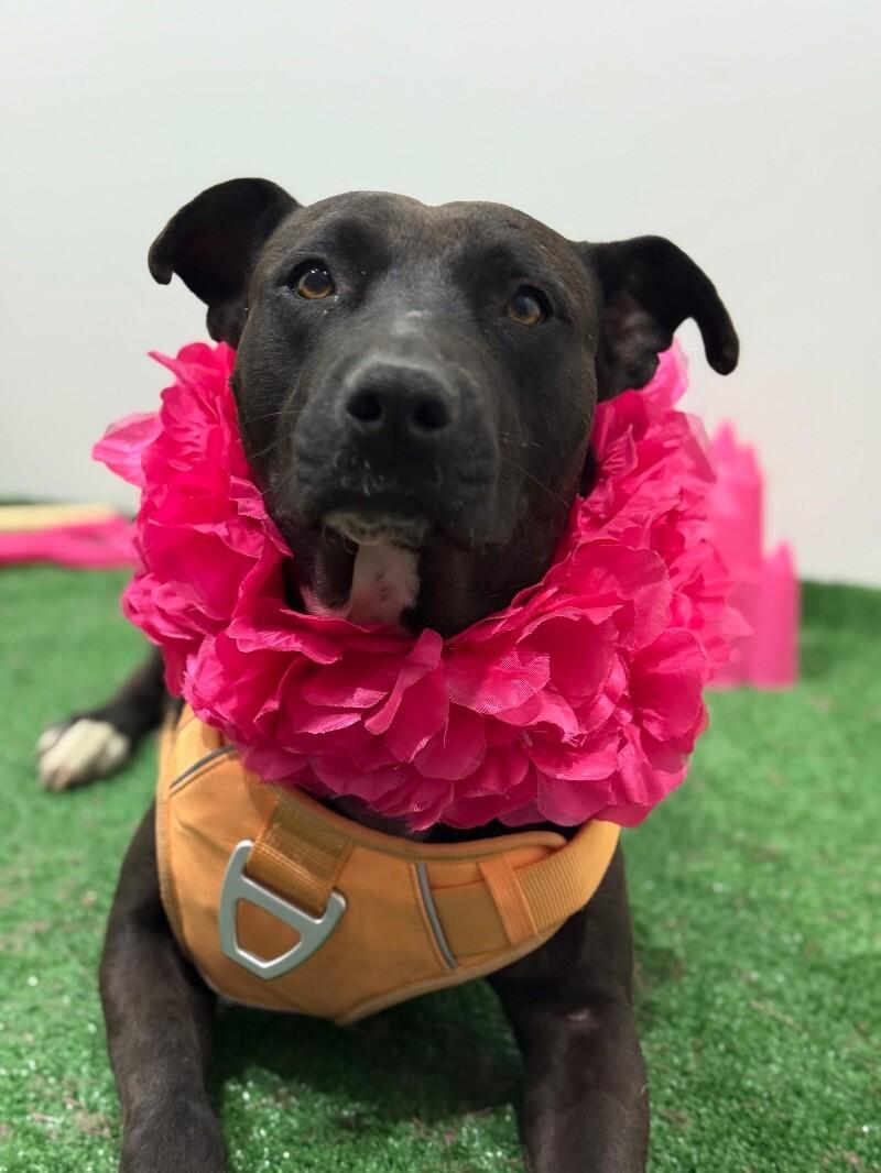 Enlarge Cora, a Adoptable mixed breed in San Bruno, CA image 1/1