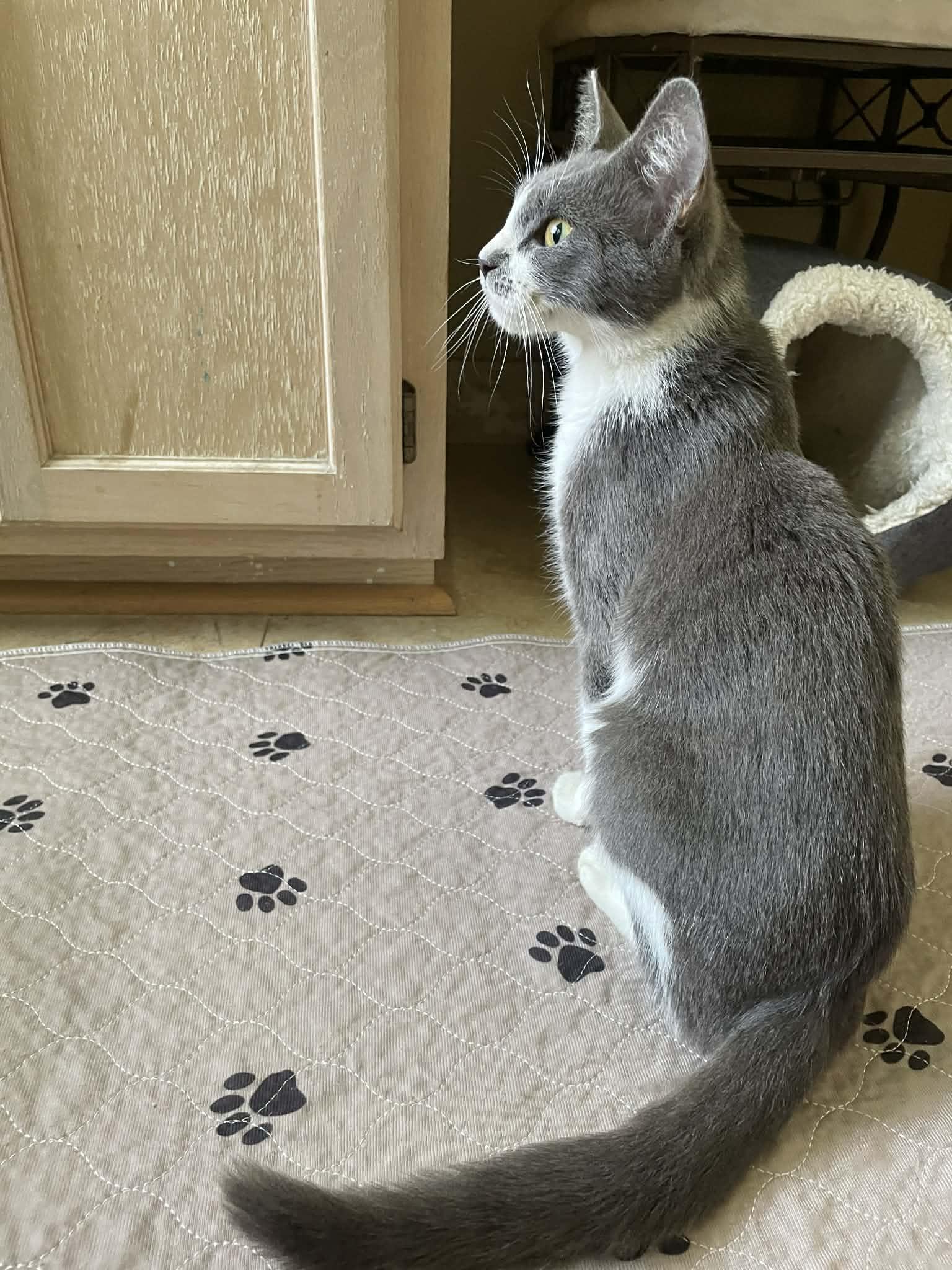 Tara, an adopted Domestic Short Hair in Jacksonville, FL image 4/5