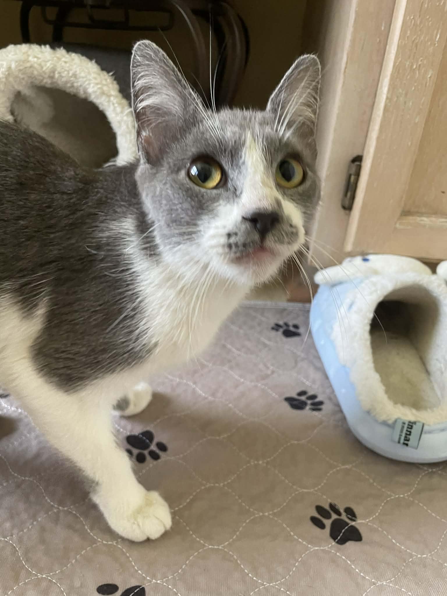 Tara, an adopted Domestic Short Hair in Jacksonville, FL image 1/5