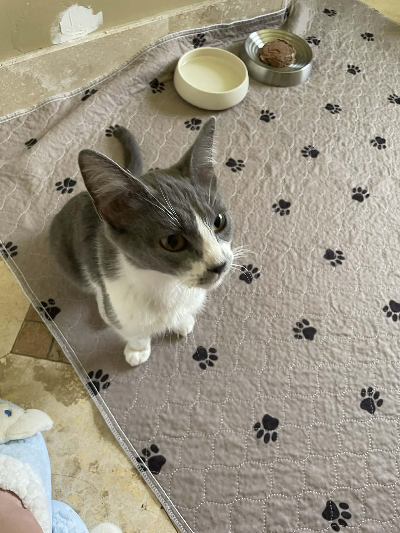 Tara, an adopted Domestic Short Hair in Jacksonville, FL image 3/5