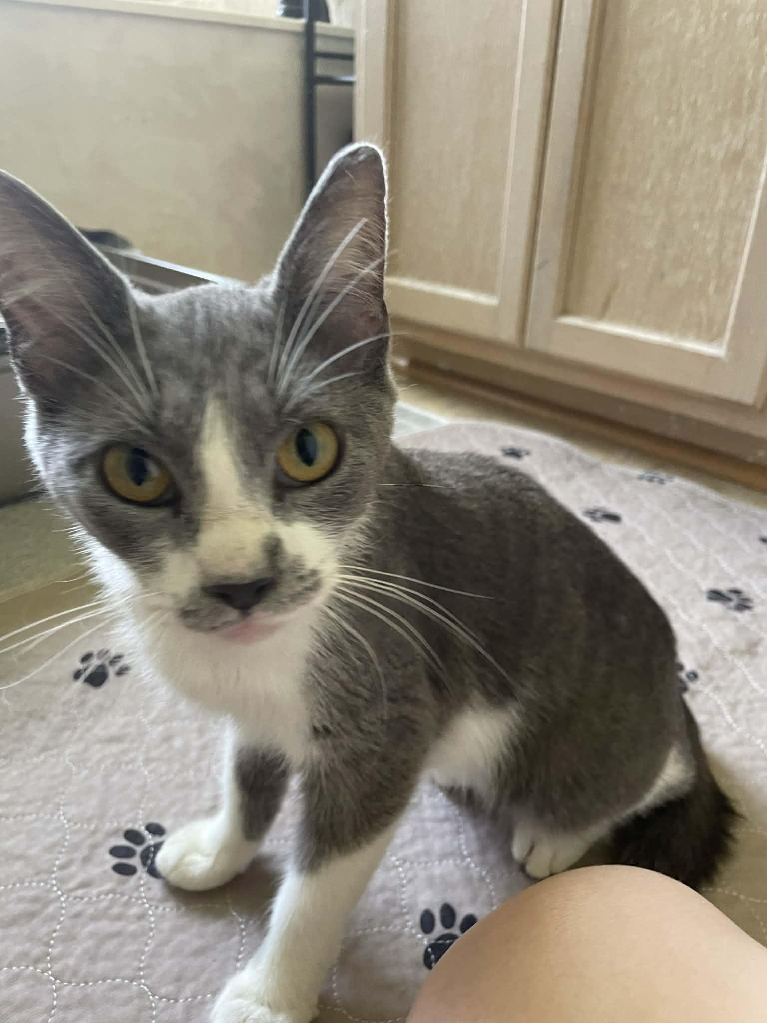 Tara, an adopted Domestic Short Hair in Jacksonville, FL image 2/5