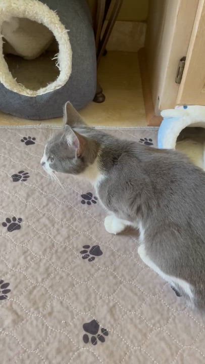 Enlarge Tara, an adopted Domestic Short Hair in Jacksonville, FL video 5/5