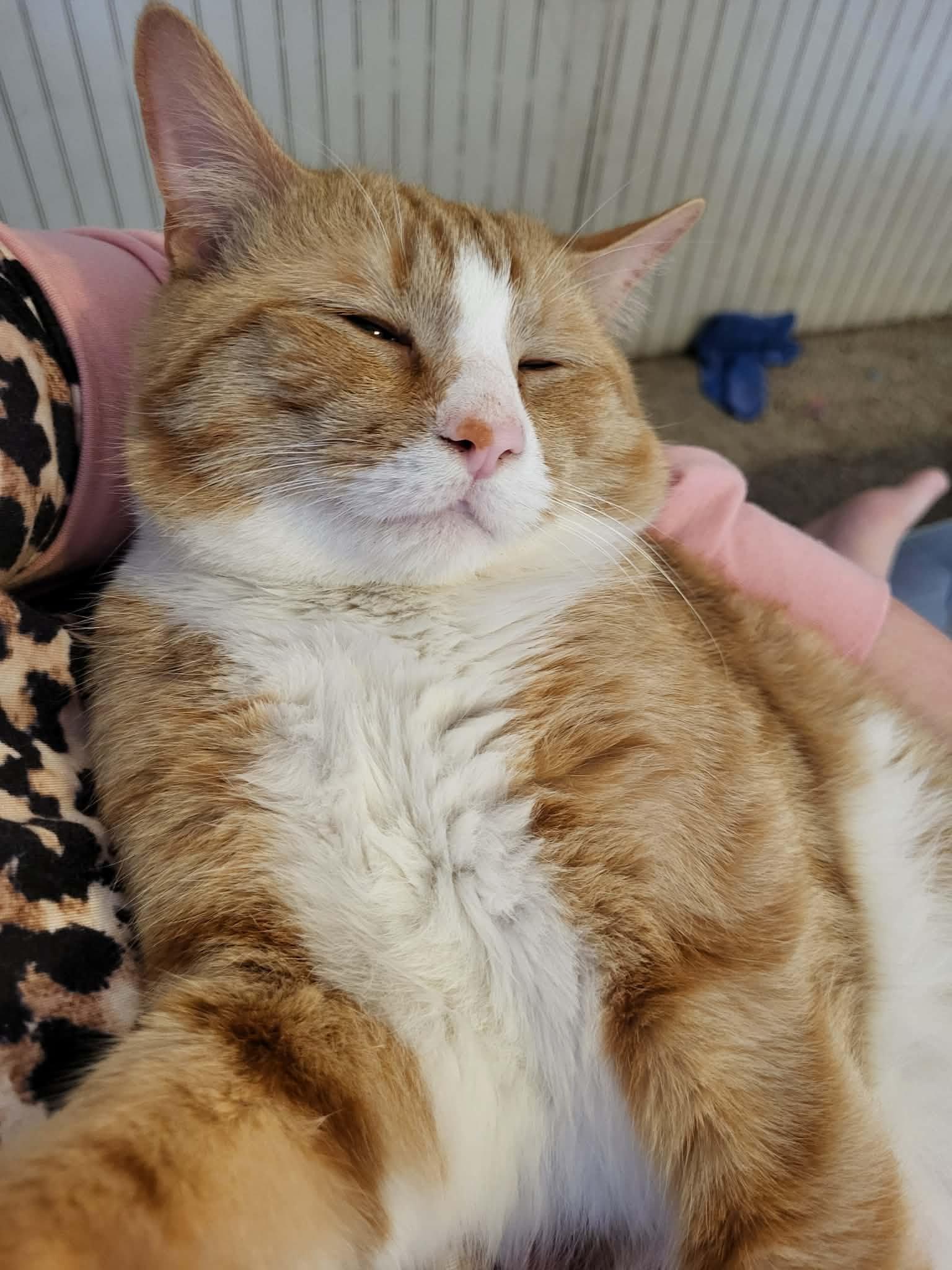 Charlie , adopted, Adult Male Domestic Short Hair.