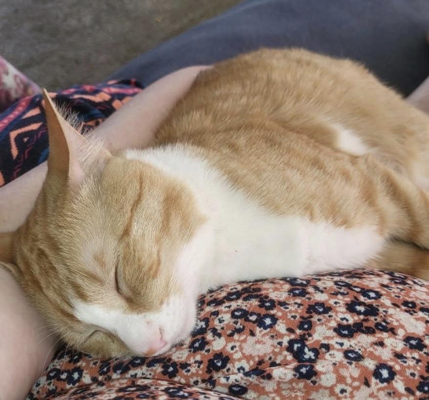 Enlarge Charlie , an adopted Domestic Short Hair in Greensboro, NC image 2/2