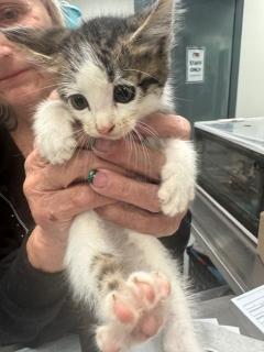 Raddish, Baby Male Domestic Short Hair
