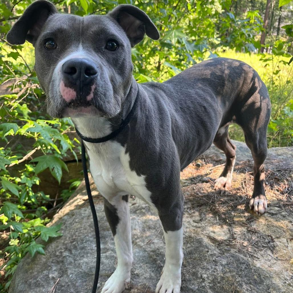 Kenya, Adoptable, Adult Female Pit Bull Terrier & Mixed Breed.