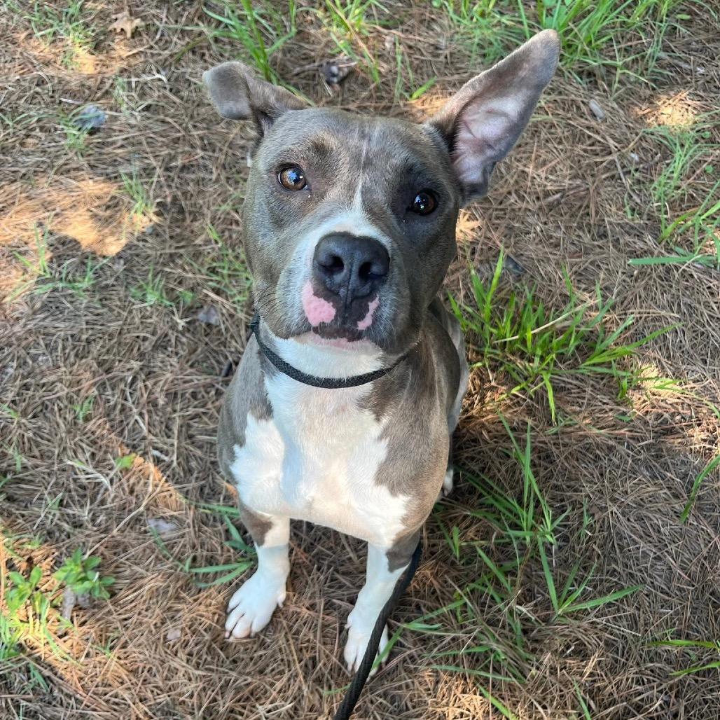 Enlarge Kenya, a Adoptable mixed breed in Mount Gilead, NC image 2/3