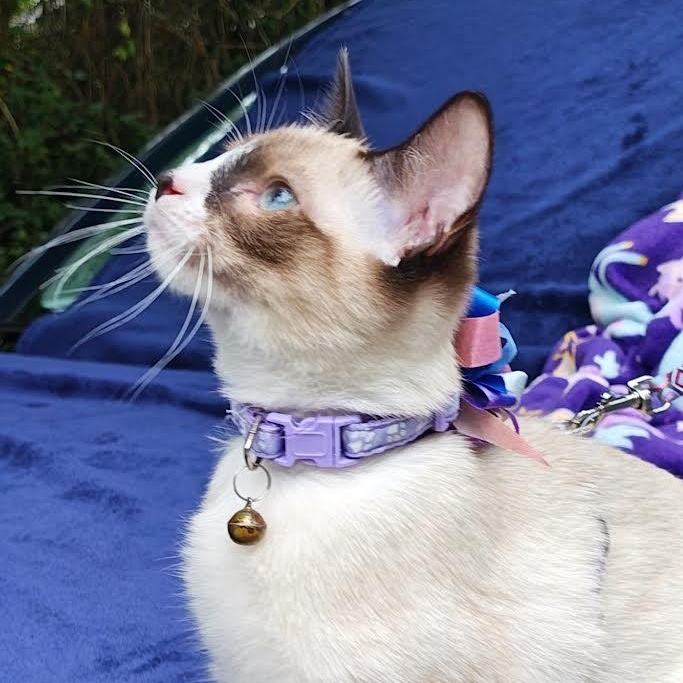 Angel, a Adopted Domestic Short Hair in Mt Pleasant, SC image 3/6