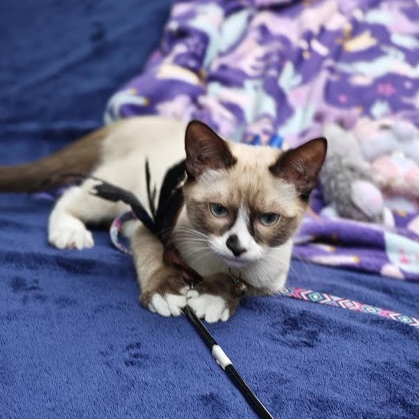 Angel, a Adopted Domestic Short Hair in Mt Pleasant, SC image 4/6