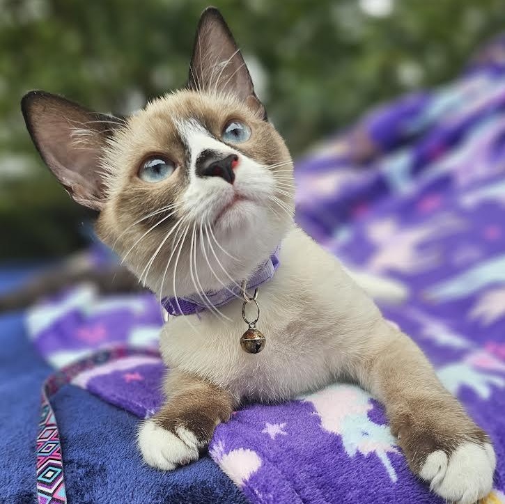 Angel, a Adopted Domestic Short Hair in Mt Pleasant, SC image 1/6