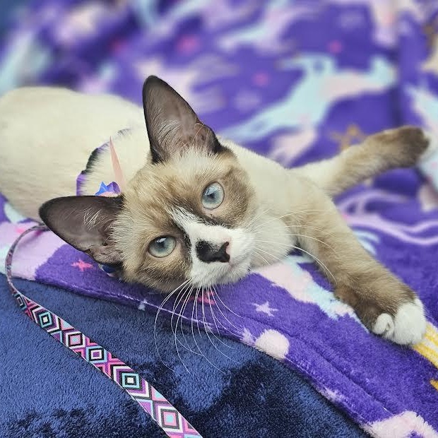 Angel, a Adopted Domestic Short Hair in Mt Pleasant, SC image 6/6