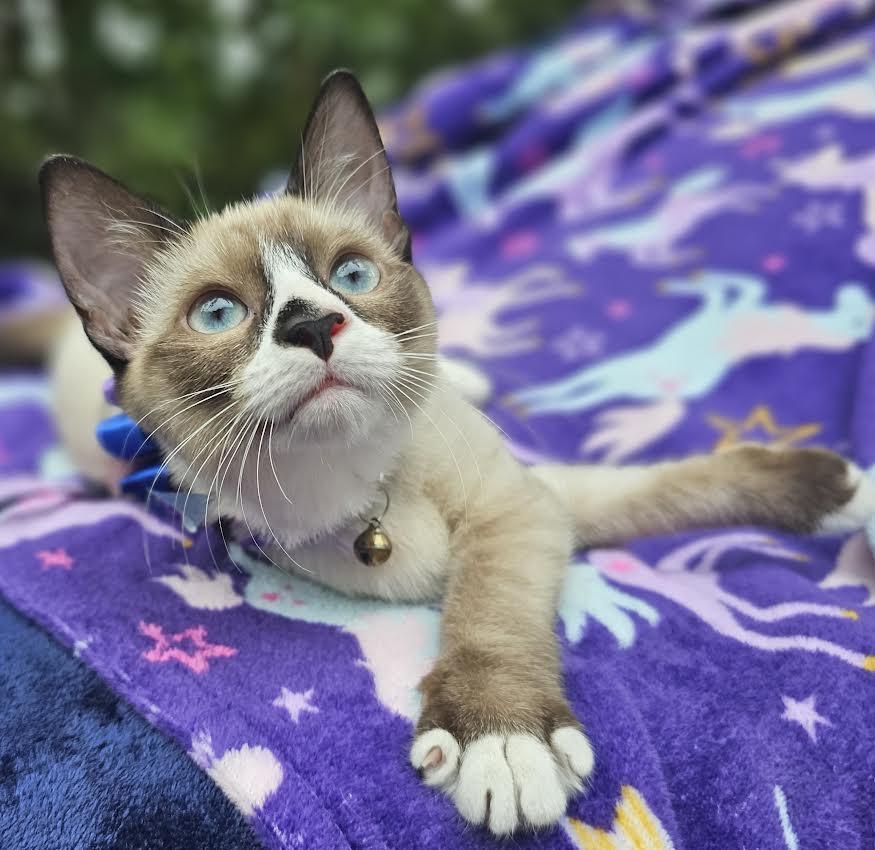 Angel, a Adopted Domestic Short Hair in Mt Pleasant, SC image 5/6