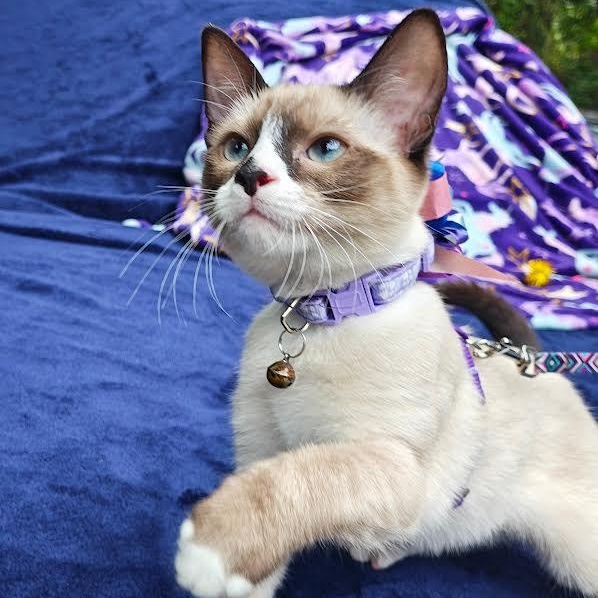 Angel, a Adopted Domestic Short Hair in Mt Pleasant, SC image 2/6