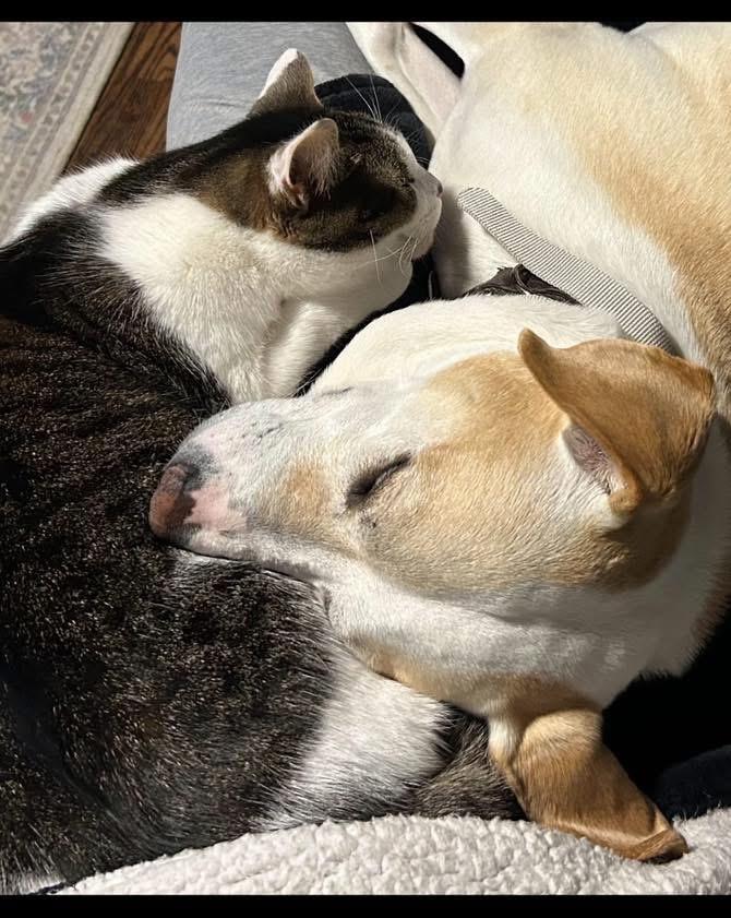 Enlarge Buddy, a ADOPTABLE mixed breed image 1/3