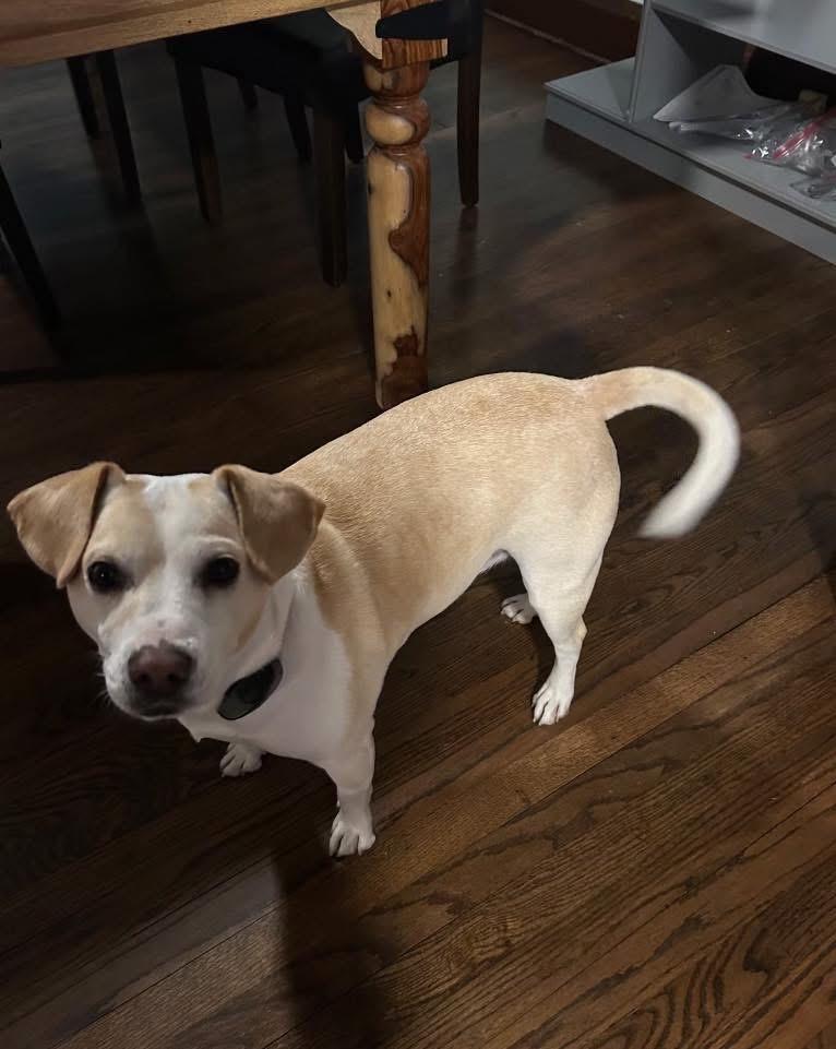 Enlarge Buddy, a ADOPTABLE mixed breed image 2/3