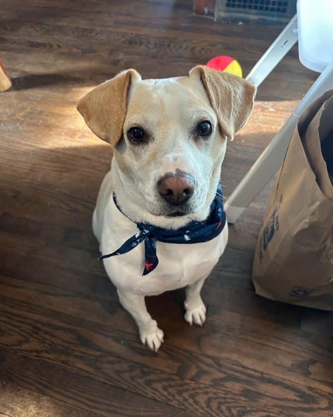 Enlarge Buddy, a ADOPTABLE mixed breed image 3/3