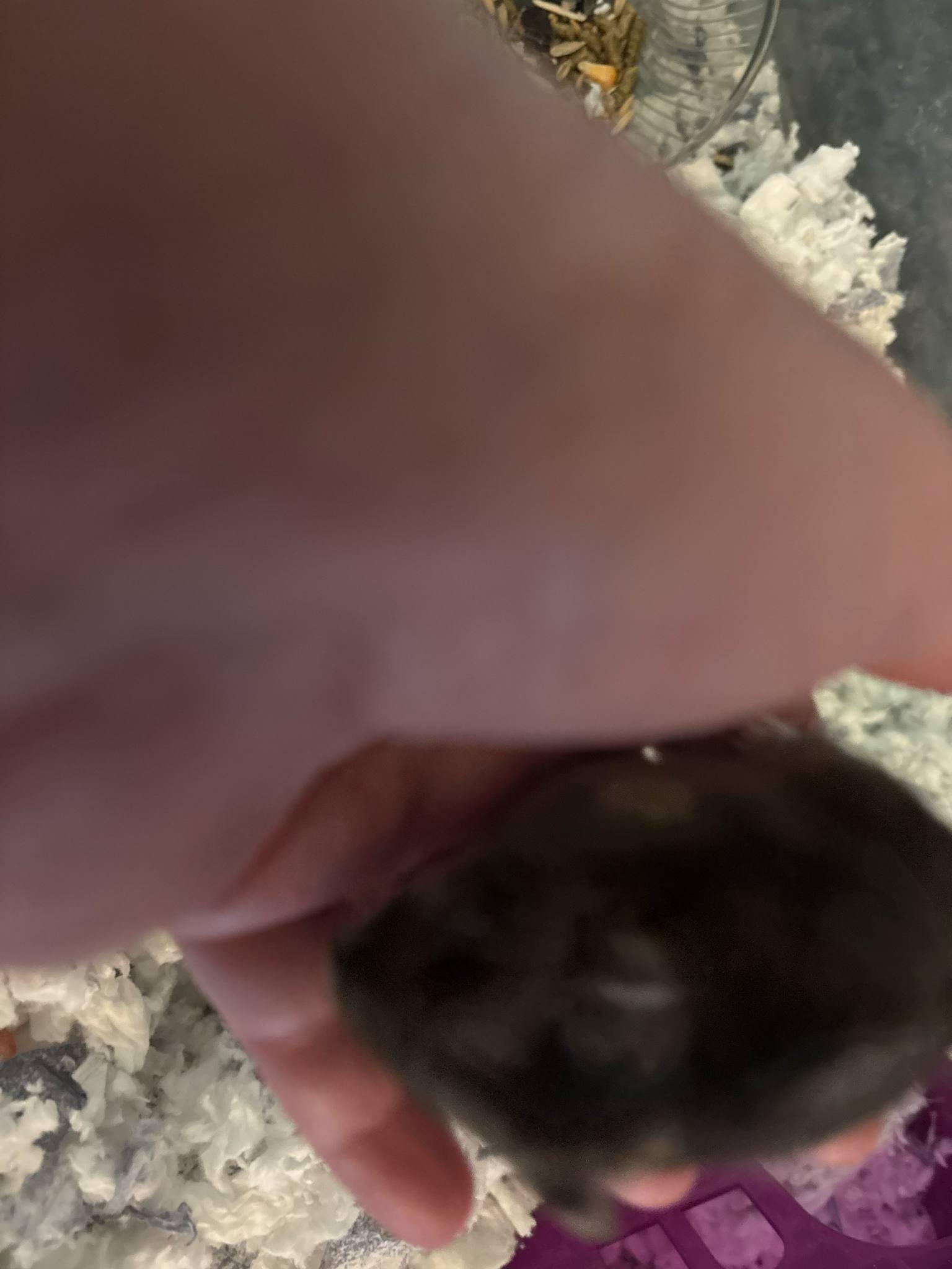 Enlarge Olive, a Adoptable Dwarf Hamster in FRANKTON, IN image 1/2