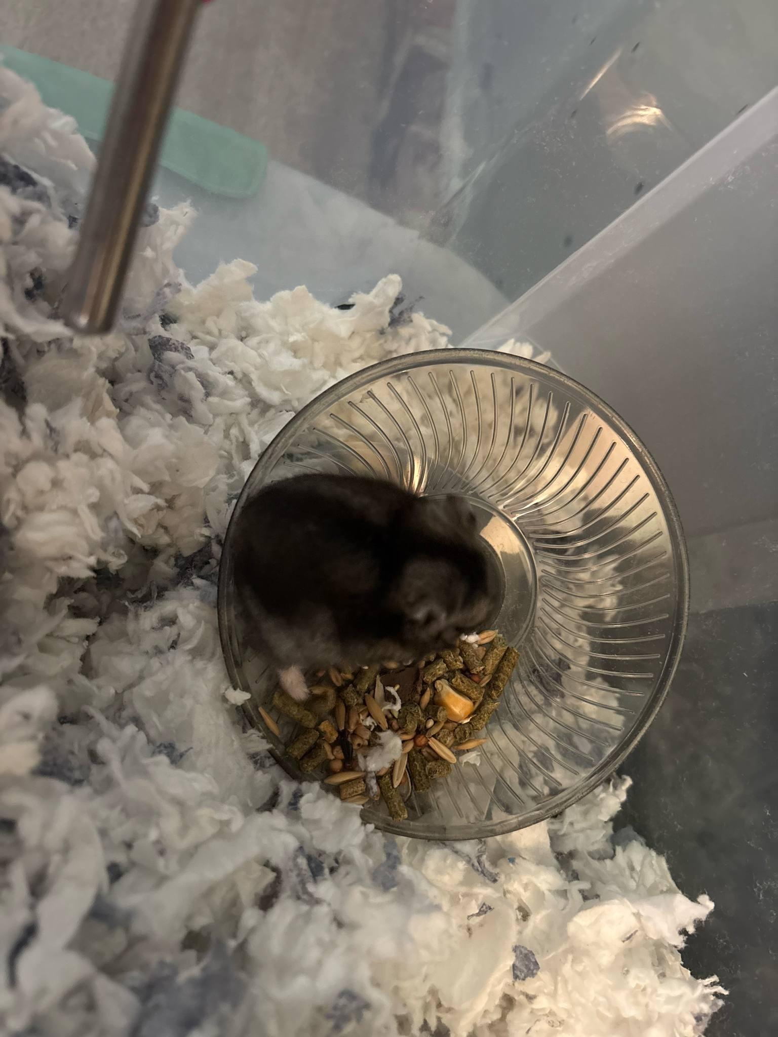 Olive, Adoptable, Young Female Dwarf Hamster.