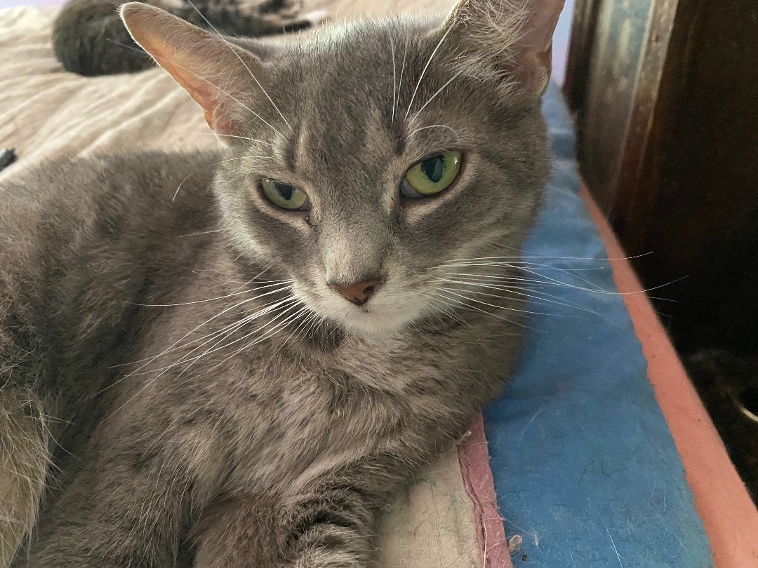 Cathy- shy project cat 