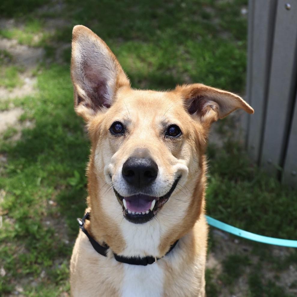 Jo Jo, a Adoptable mixed breed in Briarcliff Manor, NY image 1/3
