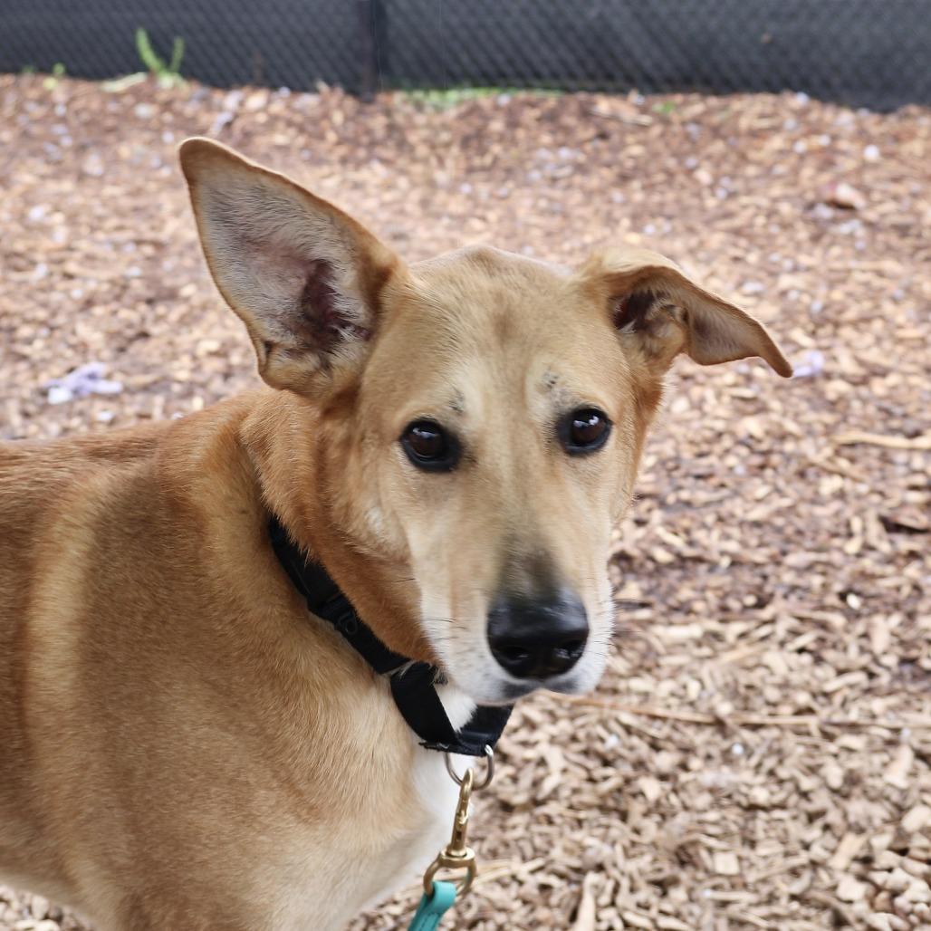 Enlarge Jo Jo (joseph), a Adoptable mixed breed in Briarcliff Manor, NY image 1/2