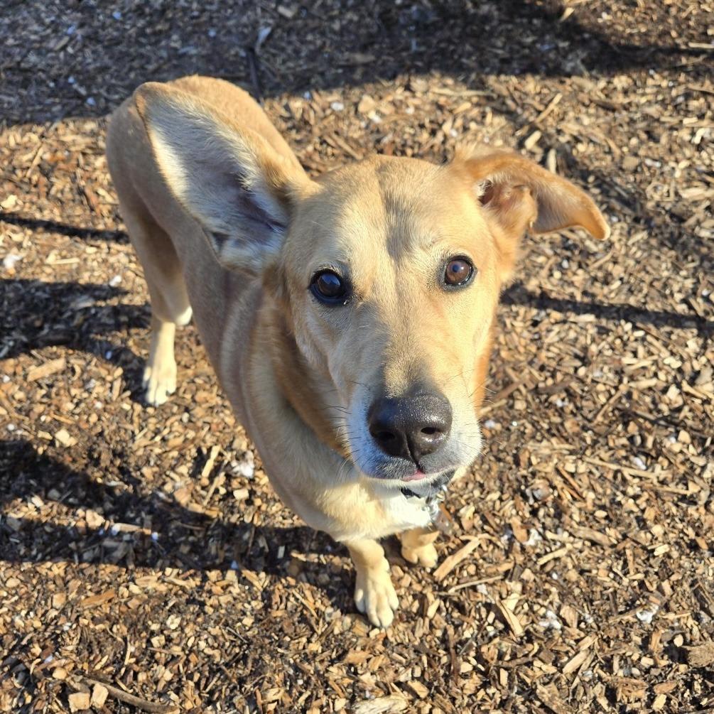 Jo Jo (joseph), Adoptable, Adult Male Labrador Retriever & Mixed Breed.