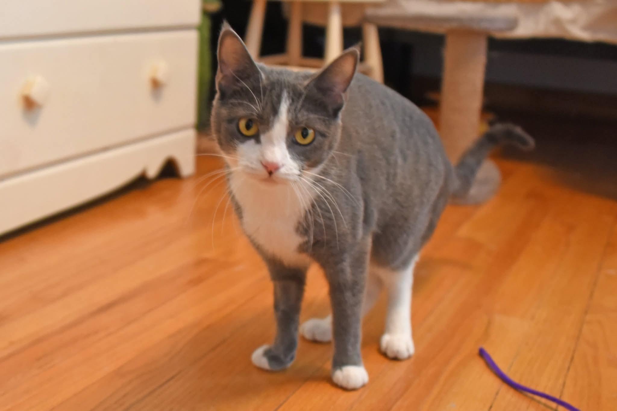Opal and Agate, a ADOPTABLE American Shorthair in Johnstown, NY image 3/6