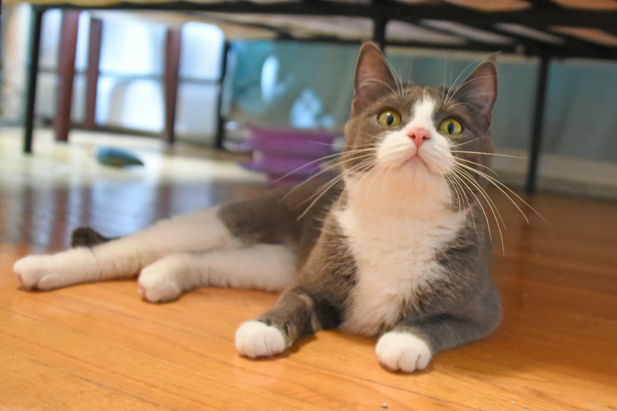 Opal and Agate, a ADOPTABLE American Shorthair in Johnstown, NY image 6/6